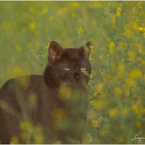GATO.jpg