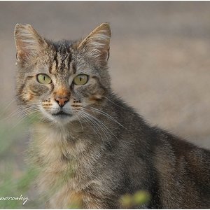 Gato.jpg