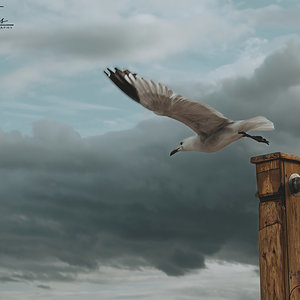 gaviota en vuelo 3.jpg