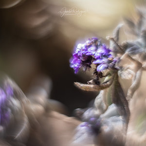 flor-rara.jpg