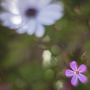 flor-pequeña.jpg