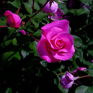 DSCF2500b.JPG