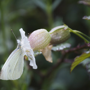 _JMA0845-pieris napi.jpg