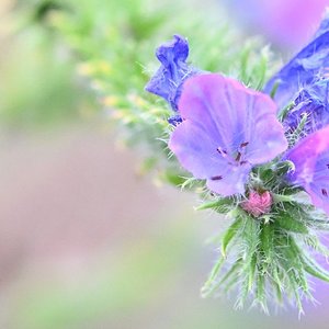 Violeta 1-C.JPG