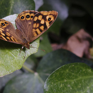 2024  MARIPOSA.jpg