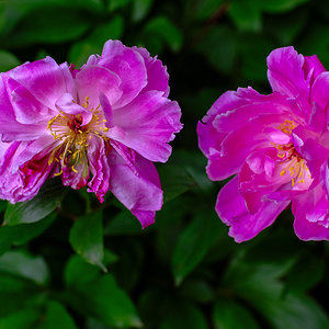 DSCF2738r.jpg