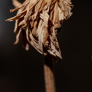 _DSF3095.jpg