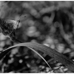 DSCF3634-01.jpeg