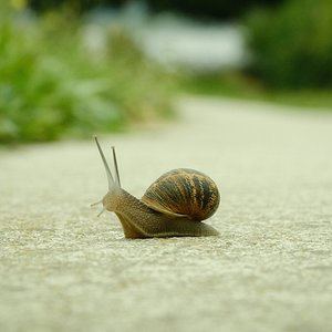 Caracol.jpg