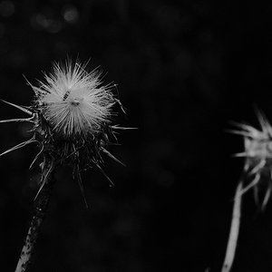 DSCF3065.JPG