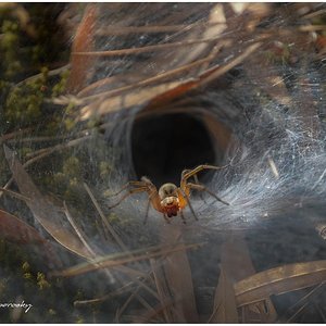 Araña agelena.jpg