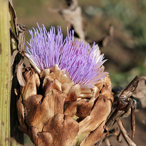 DSCF7848_baja.JPG