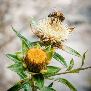 Abeja Los Dornajos 07-08-2024.jpg