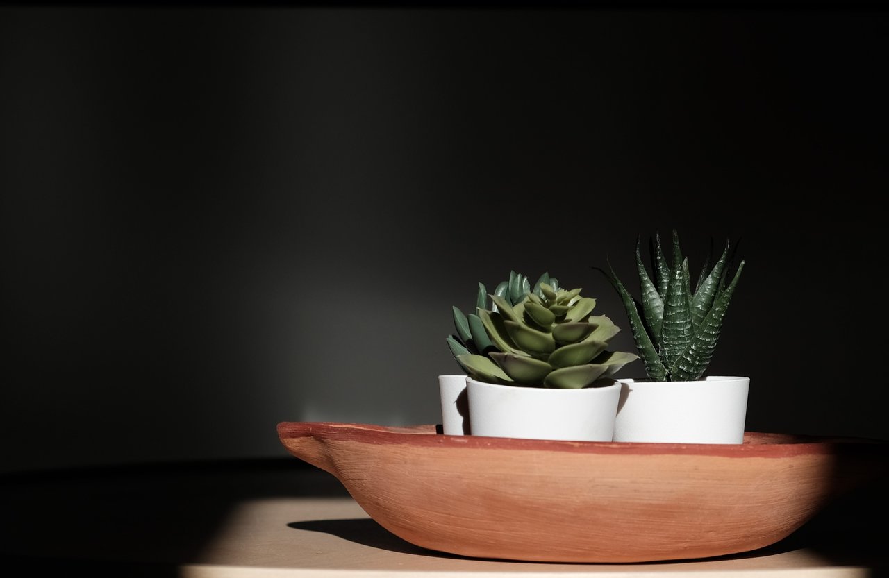 19cactus.JPG