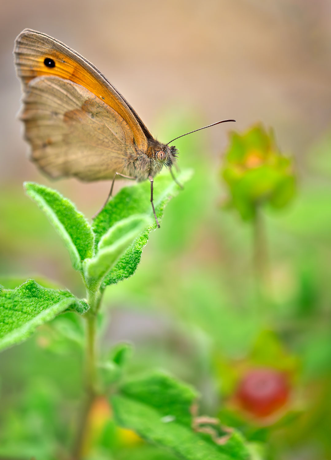 _DSF5574-Mejorado-NRF.jpg