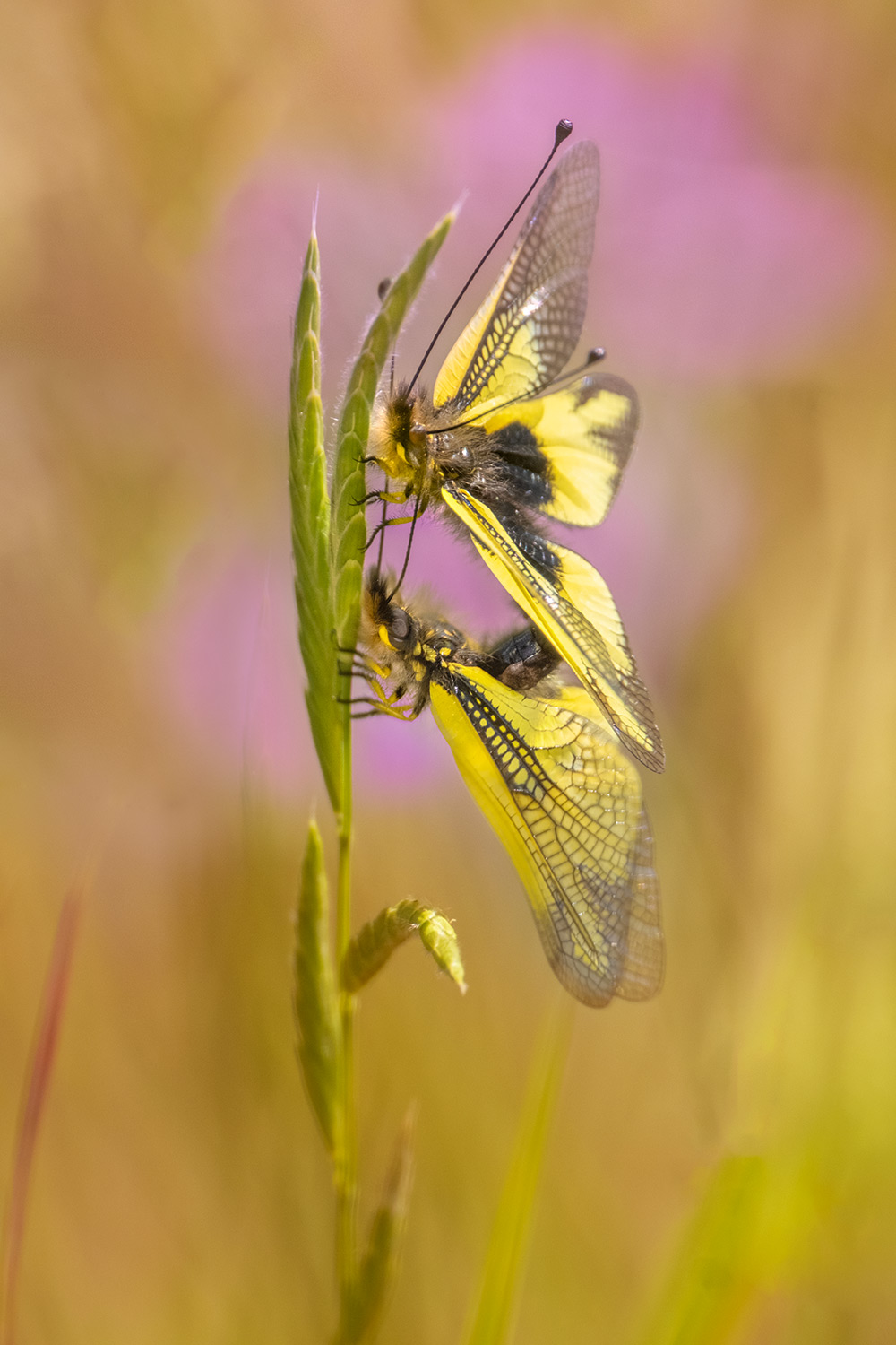 _DSF8968F.jpg