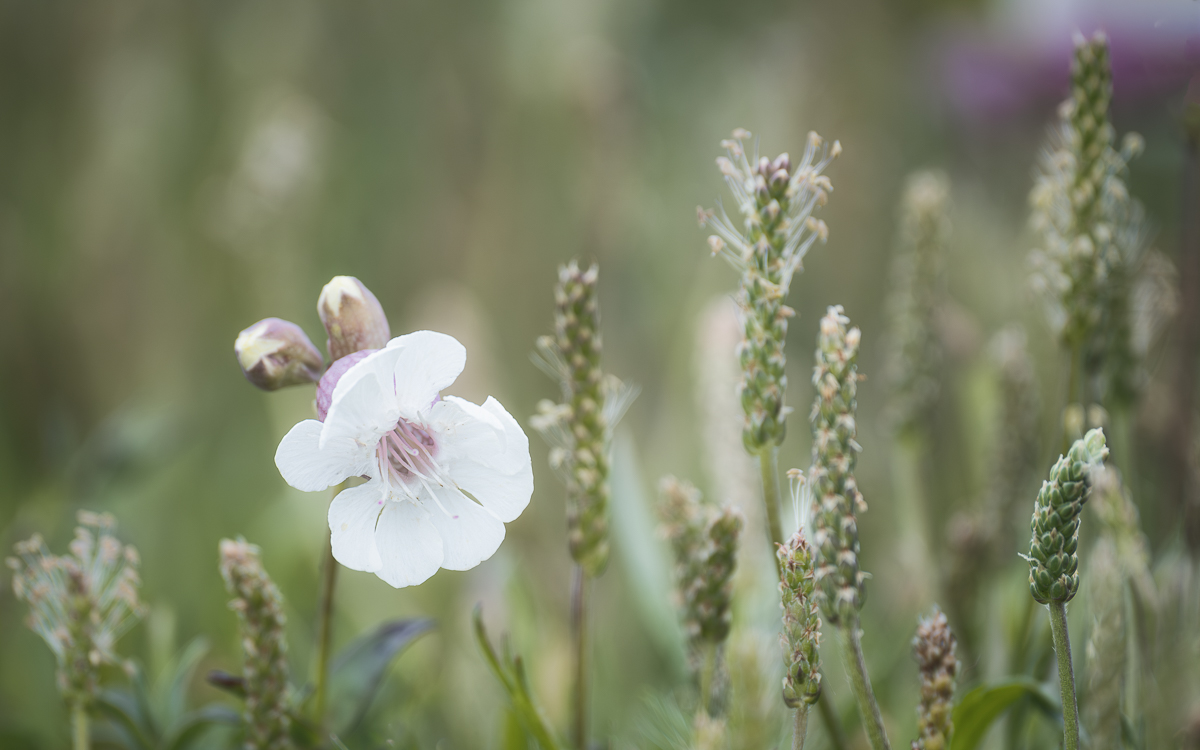 _JMA0927-silene uniflora.jpg
