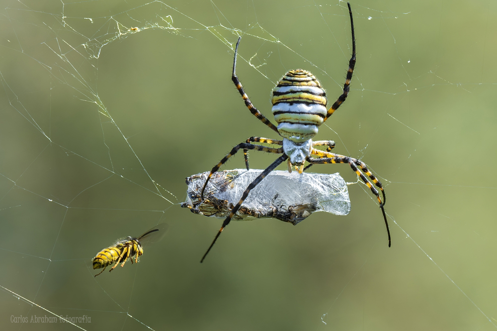 _KKY9142-Mejorado-NR.jpg
