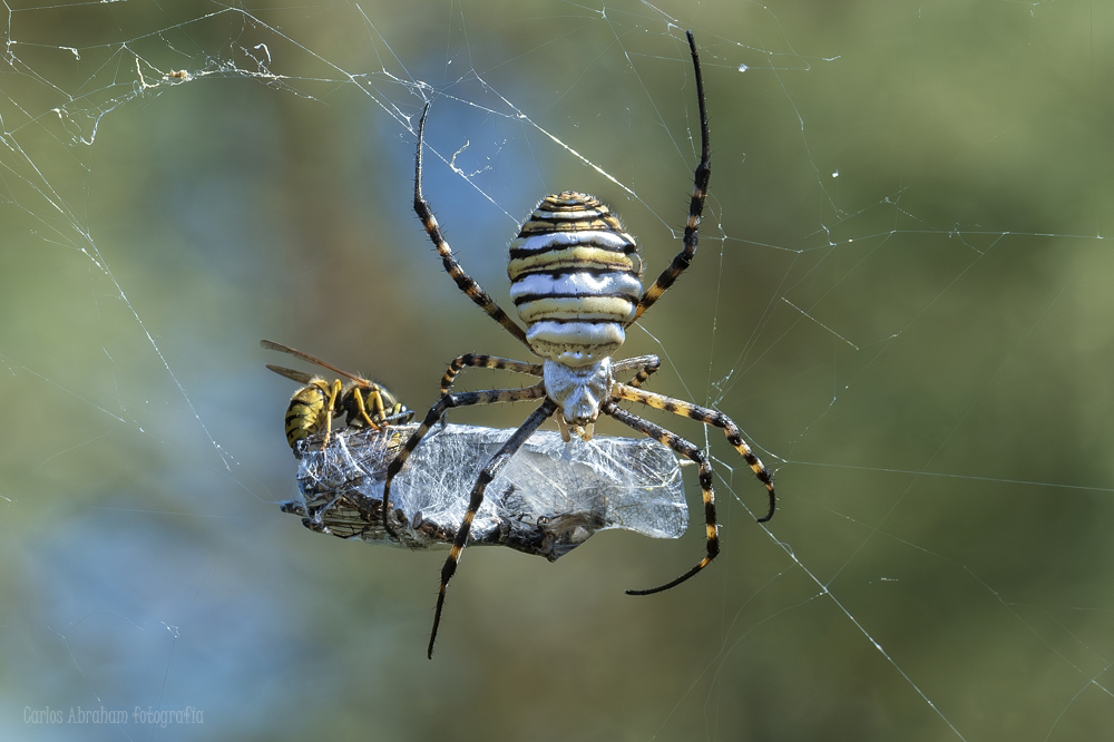 _KKY9174-Mejorado-NR.jpg