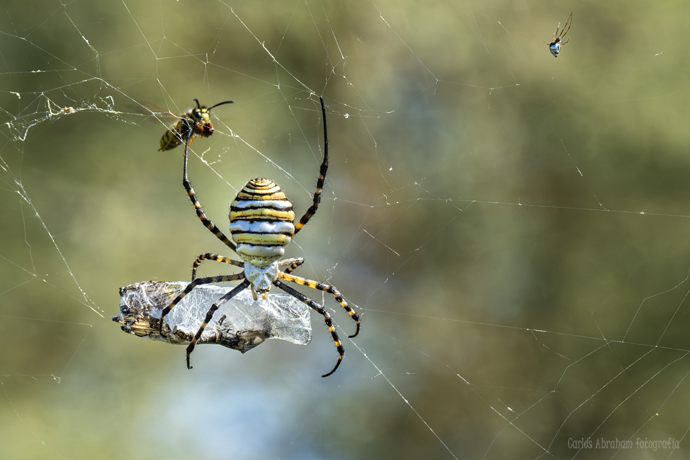 _KKY9198-Mejorado-NR.jpg