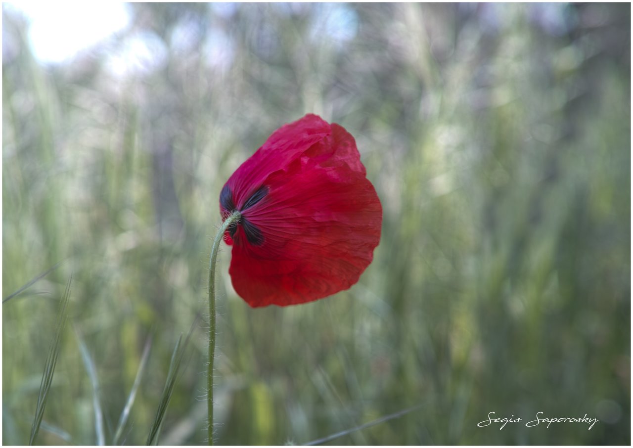AMAPOLA.jpg