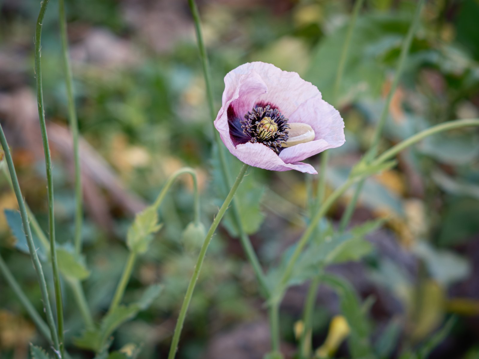 Amapola - Nikkor 105.jpg