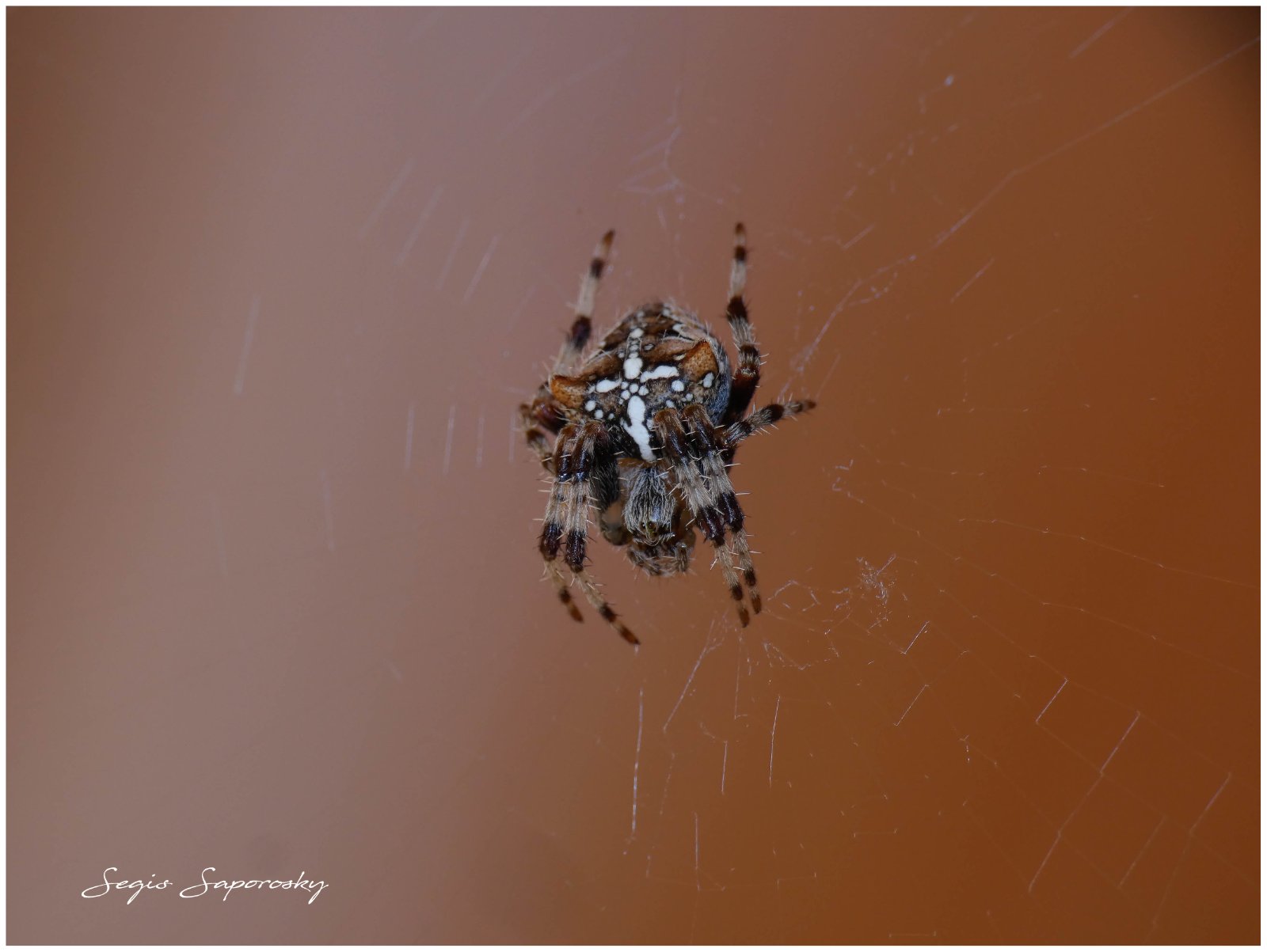 Araña de la cruz.jpg