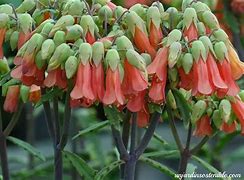 descargar.jpg-Planta Kalachoe-Daigremontiana.jpg