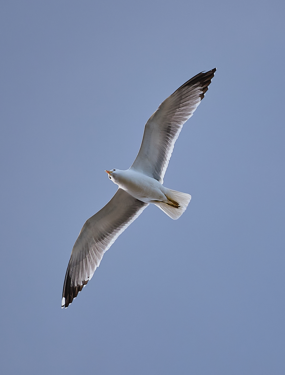 DSCF0073 1.jpg