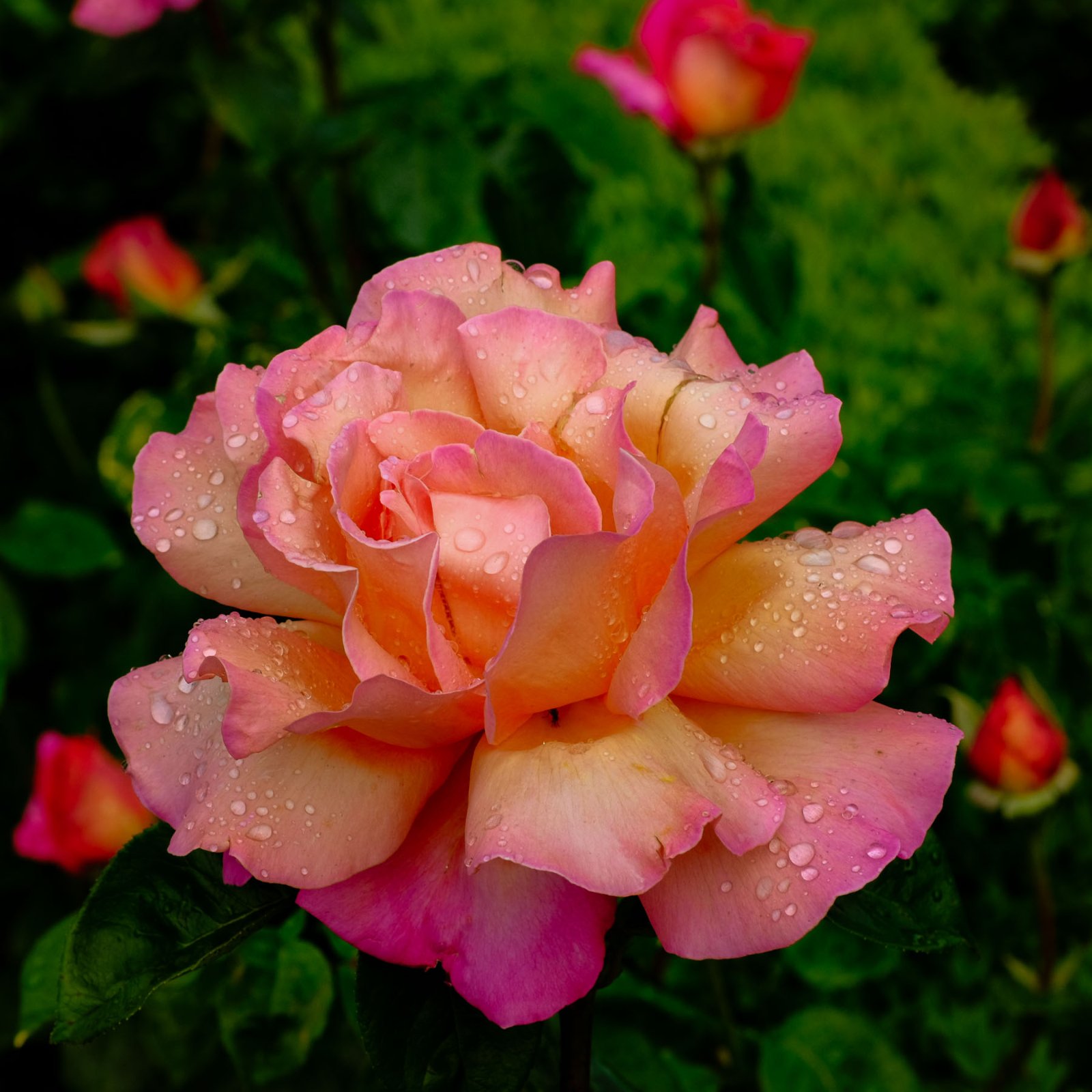 DSCF1350_1.jpg