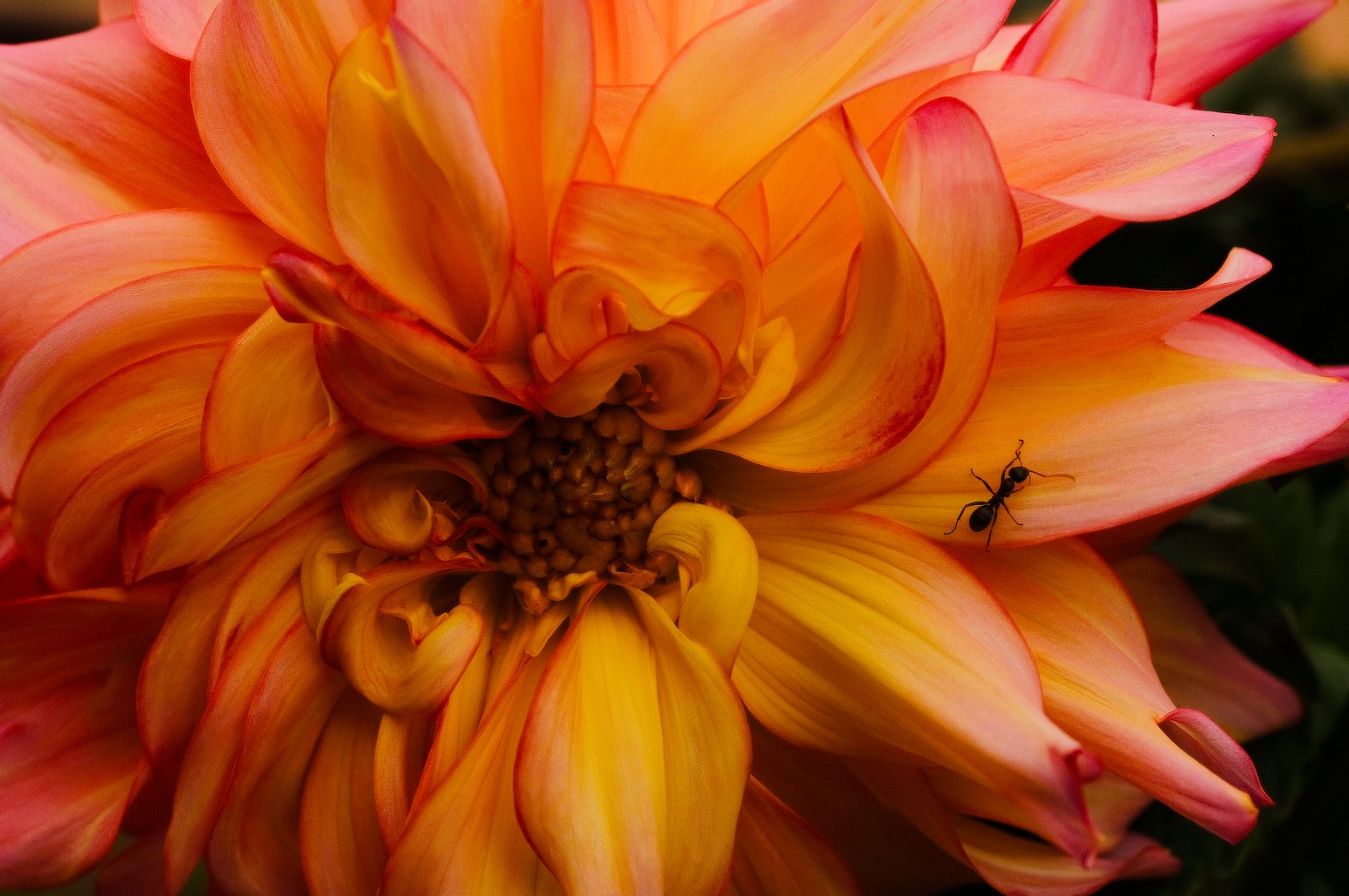 DSCF1796.jpg