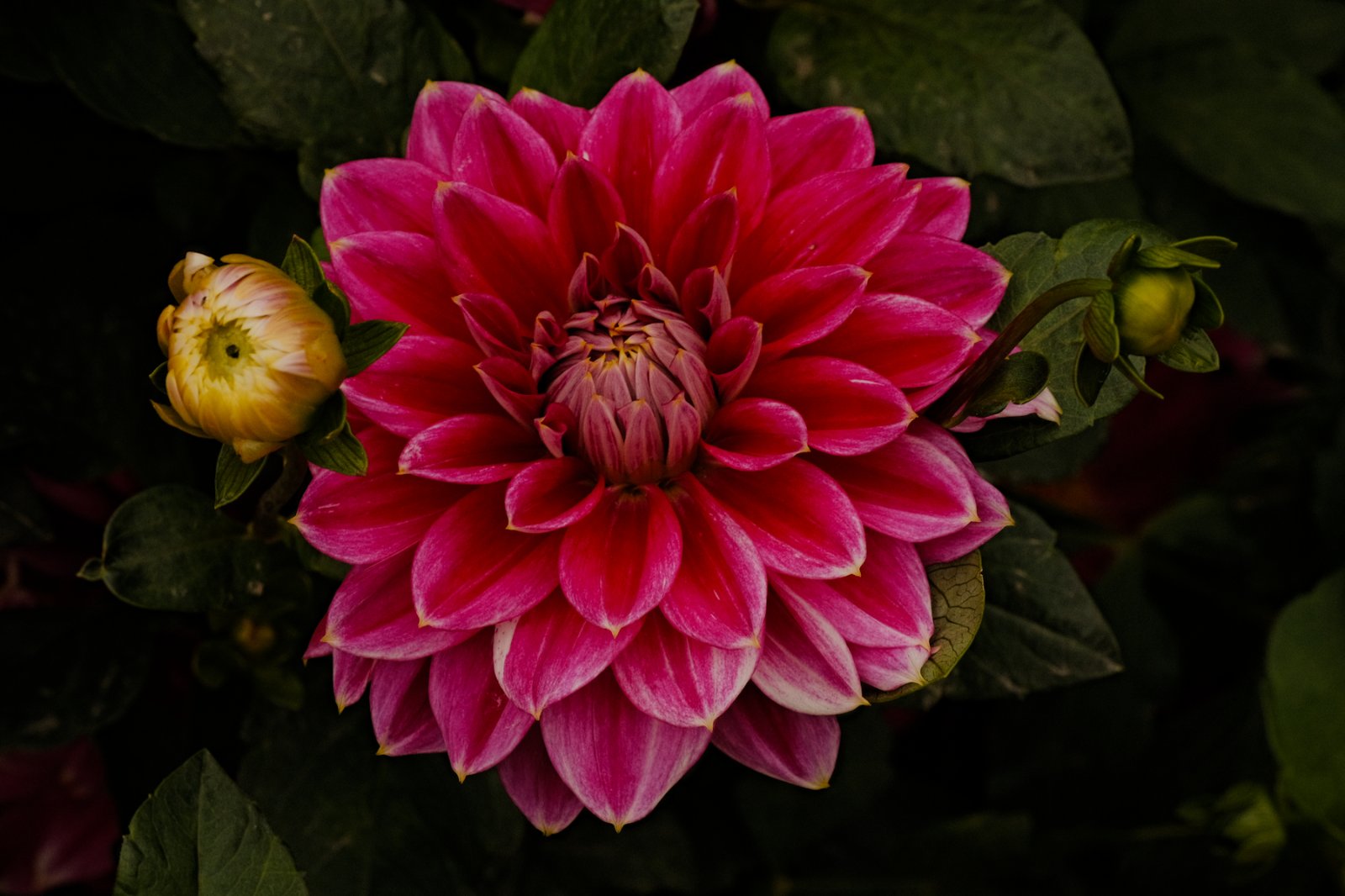 DSCF1816.jpg