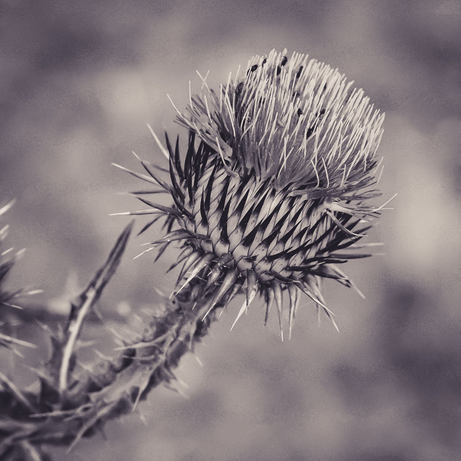 DSCF2594.jpg