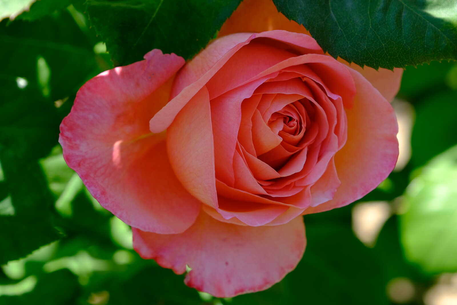 DSCF4680.JPG