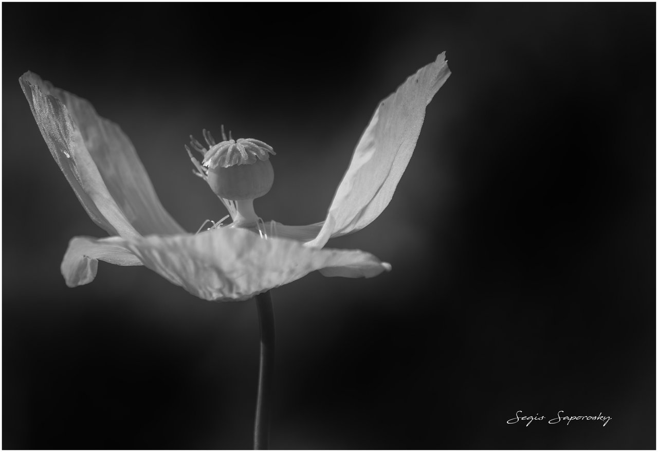 DSCF5700.jpg