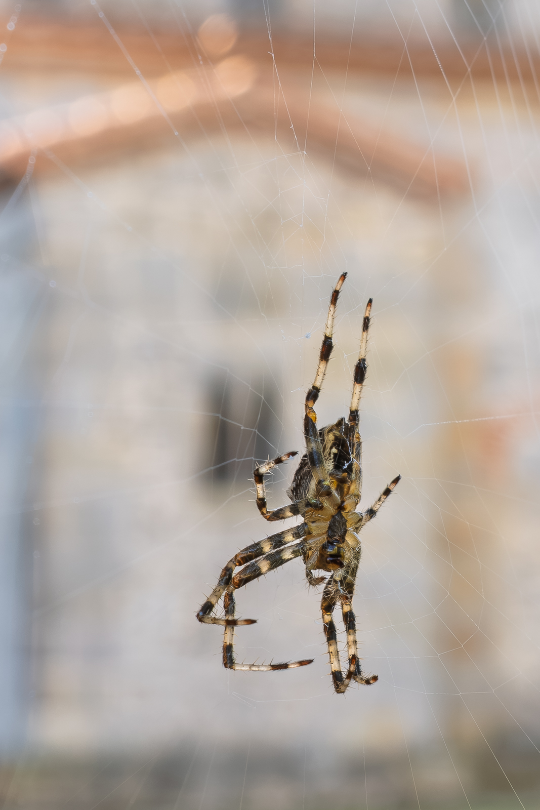 DSCF6509-3.jpg