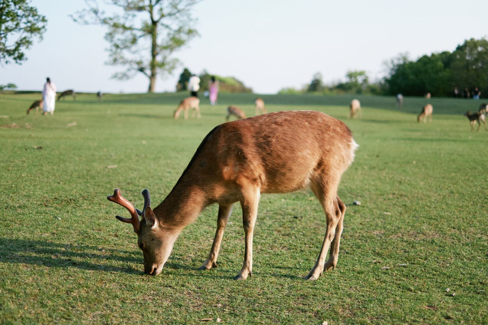 DSCF8664.jpg