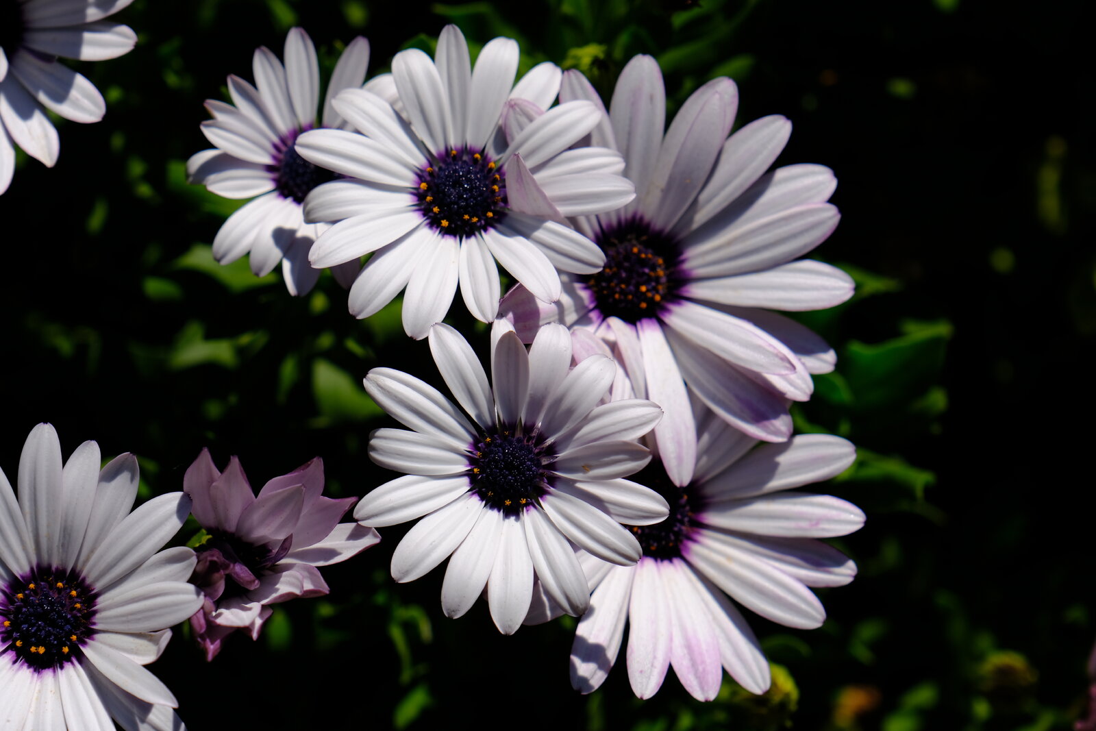 DSCF9086.JPG