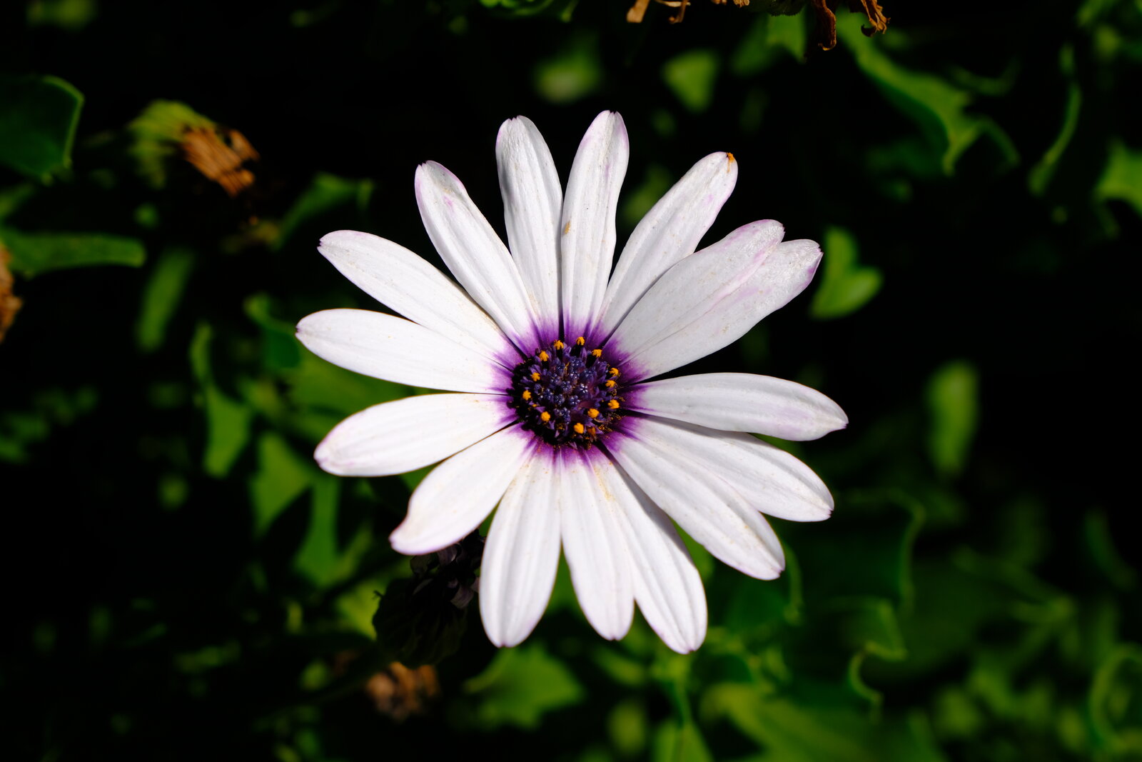 DSCF9116.JPG