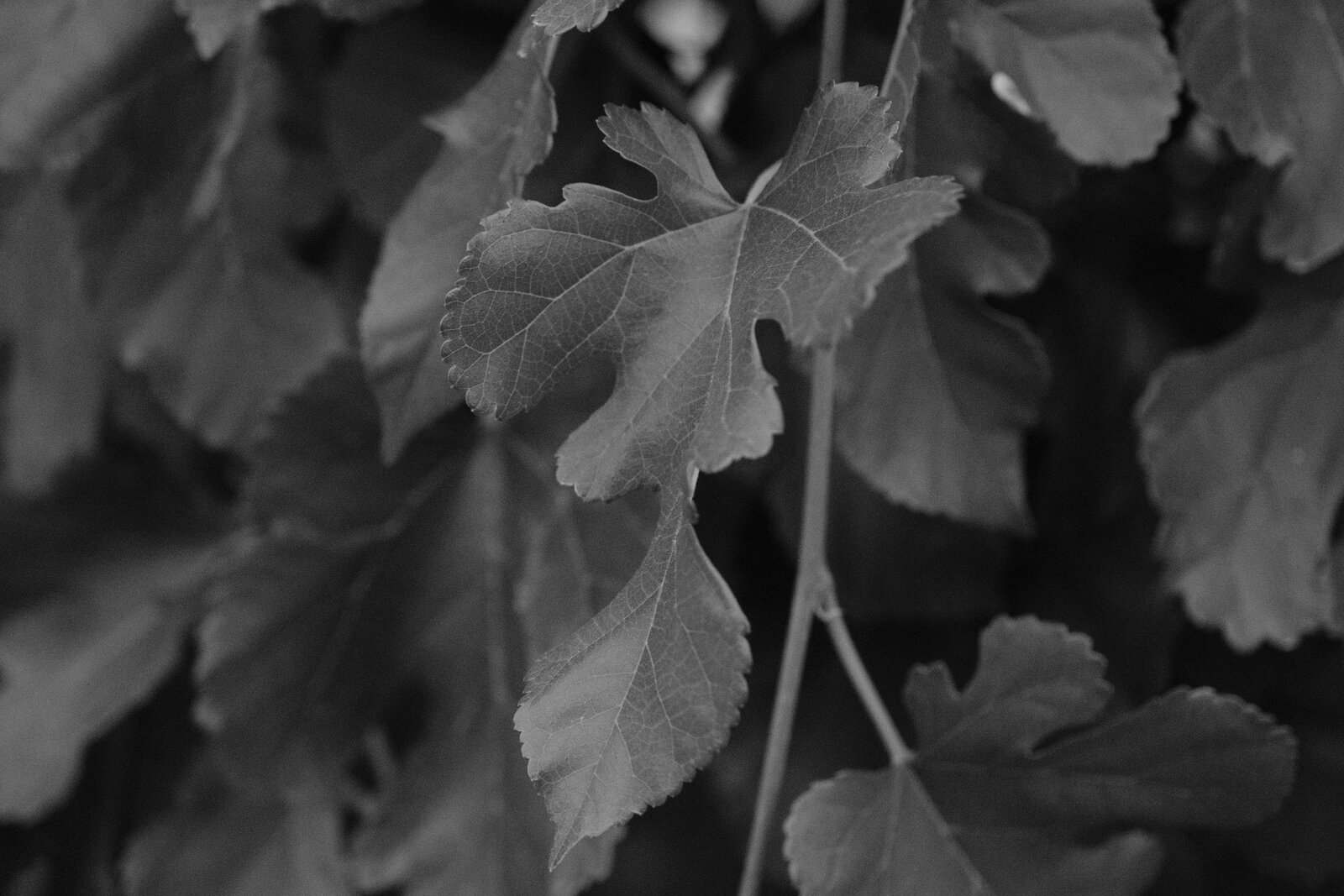 DSCF9361.JPG