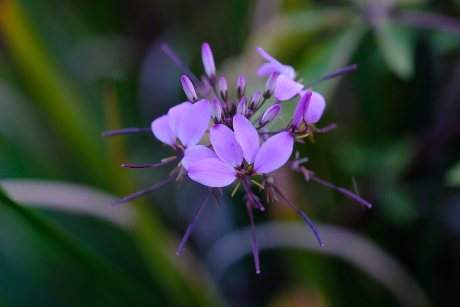 DSCF9512.JPG