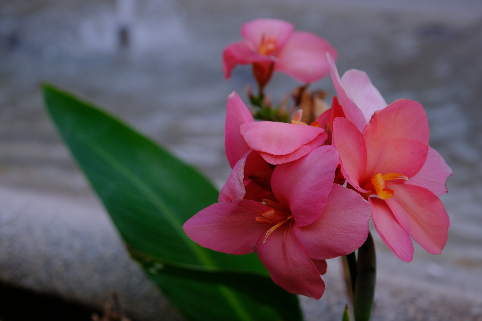 DSCF9533.JPG