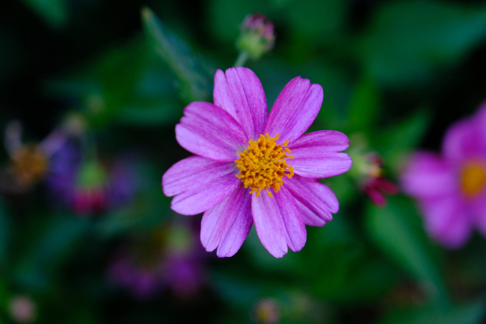 DSCF9539.JPG