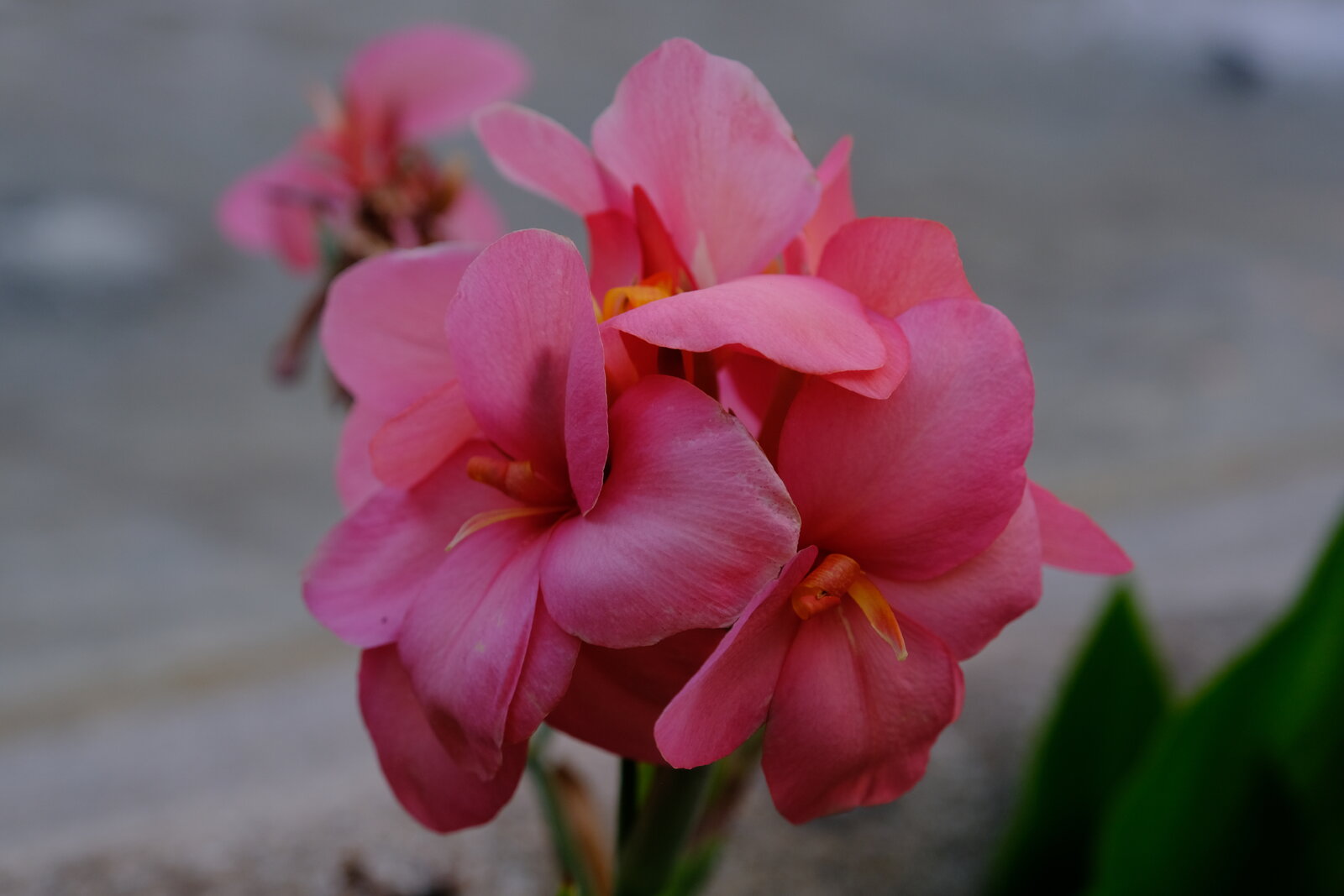 DSCF9545.JPG