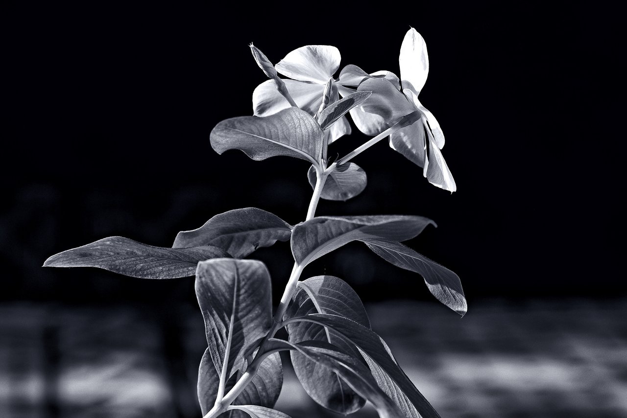 F8EC534D-6E41-49D2-99D9-EC47587EA9A9.jpeg