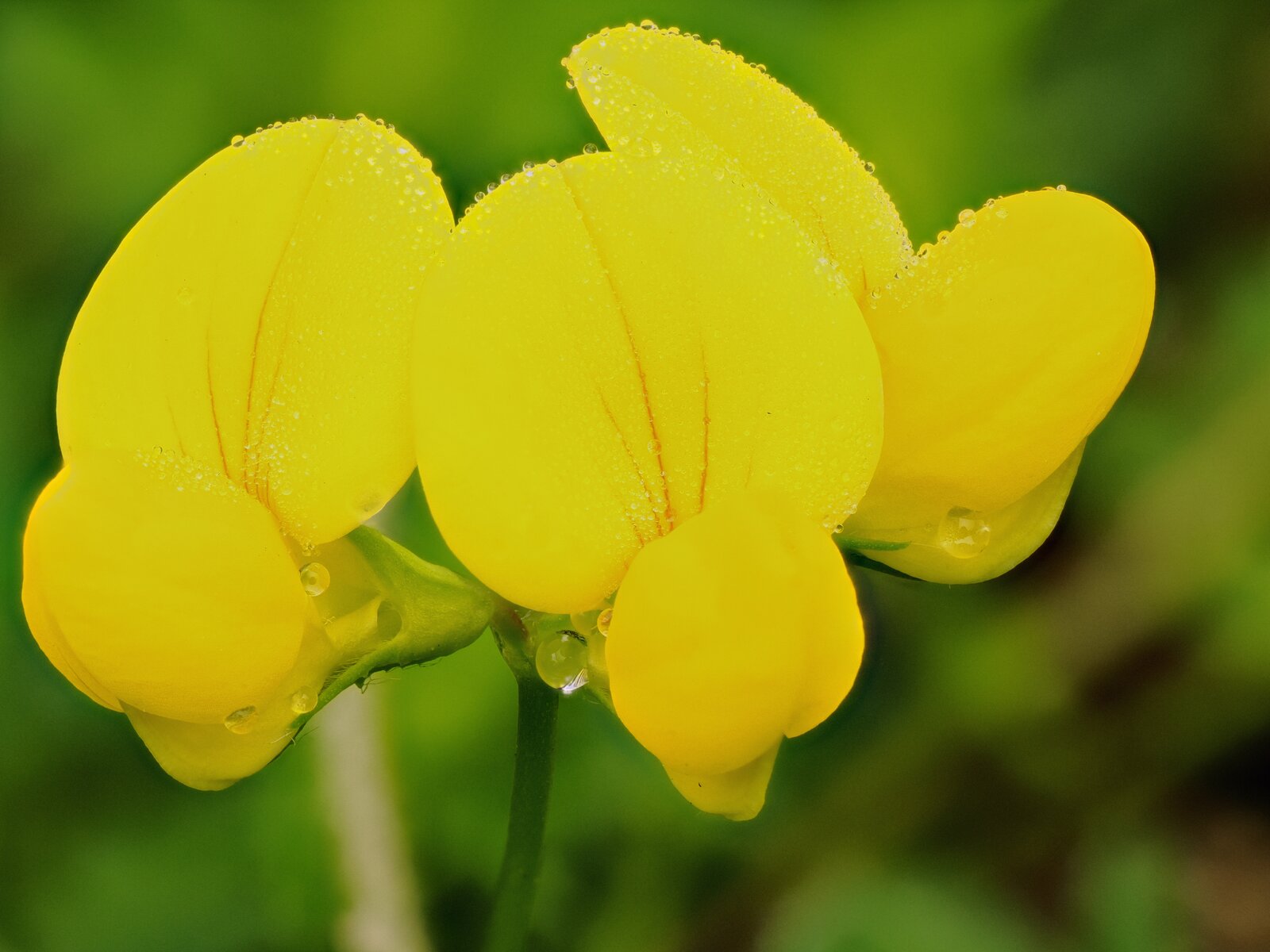 Flor amarilla.JPG