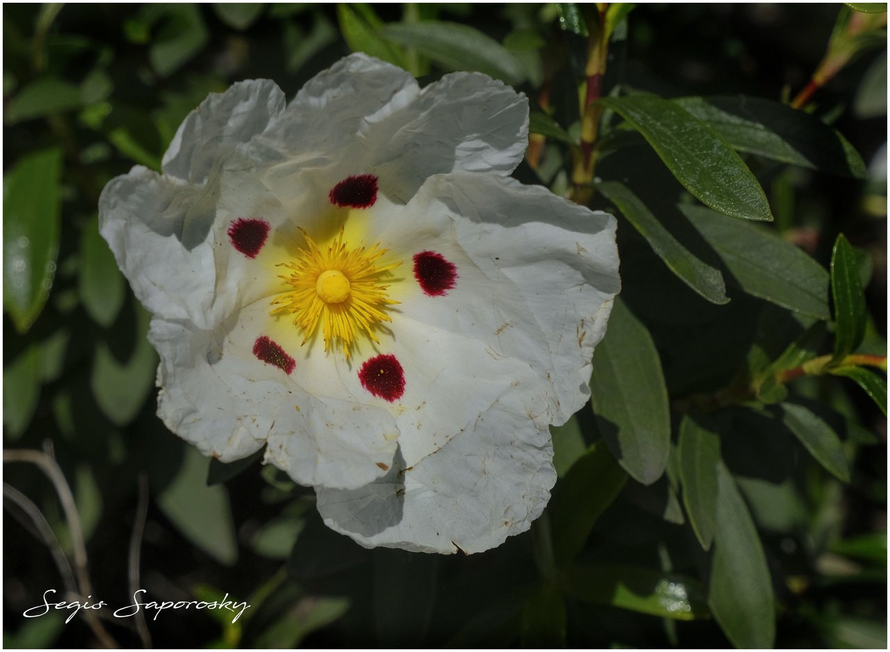 FLOR DE LA JARA.jpg