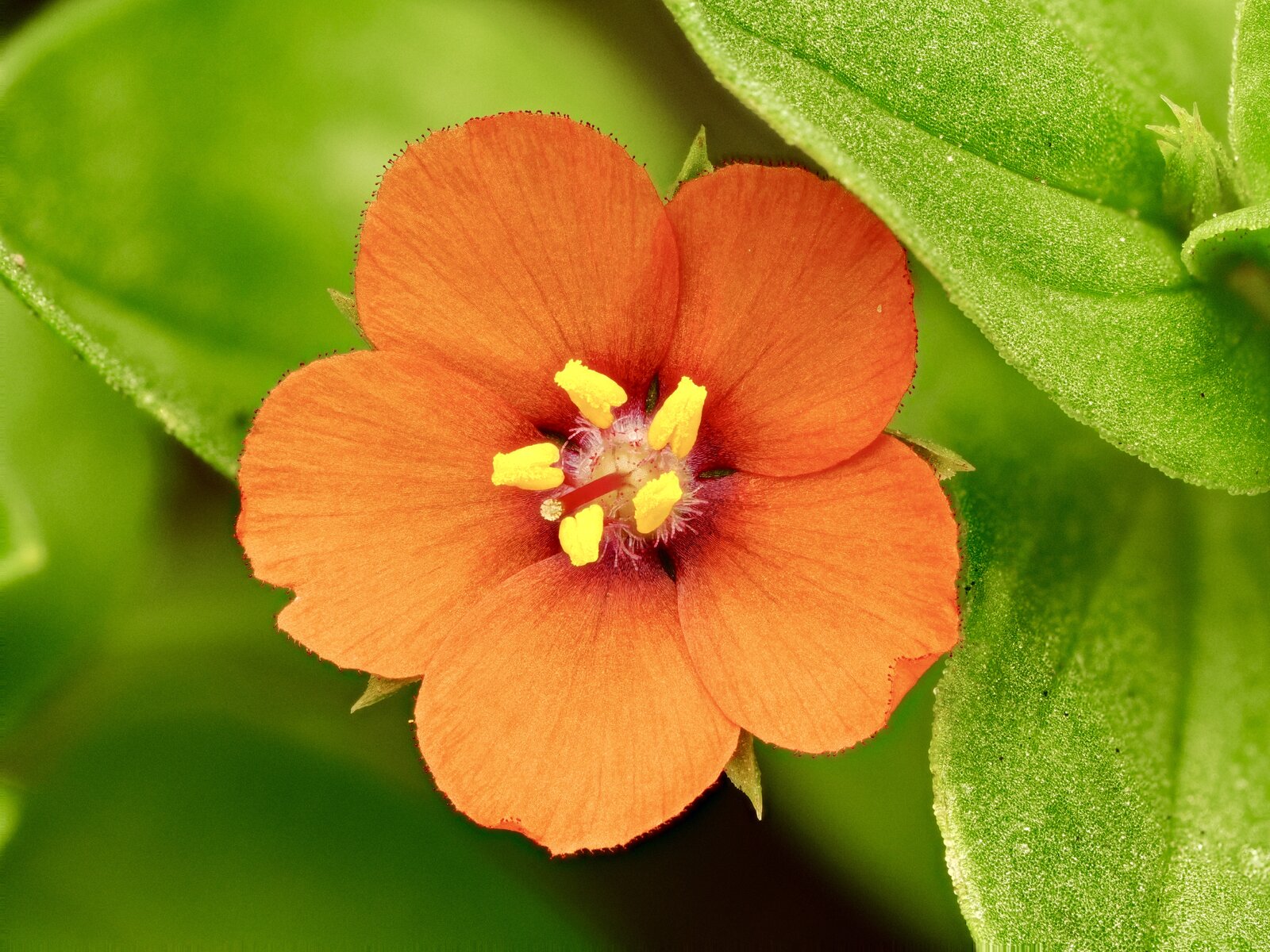 Flor naranja II.jpg