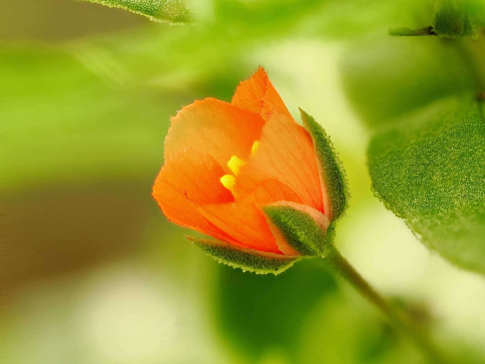Flor naranja IV.JPG
