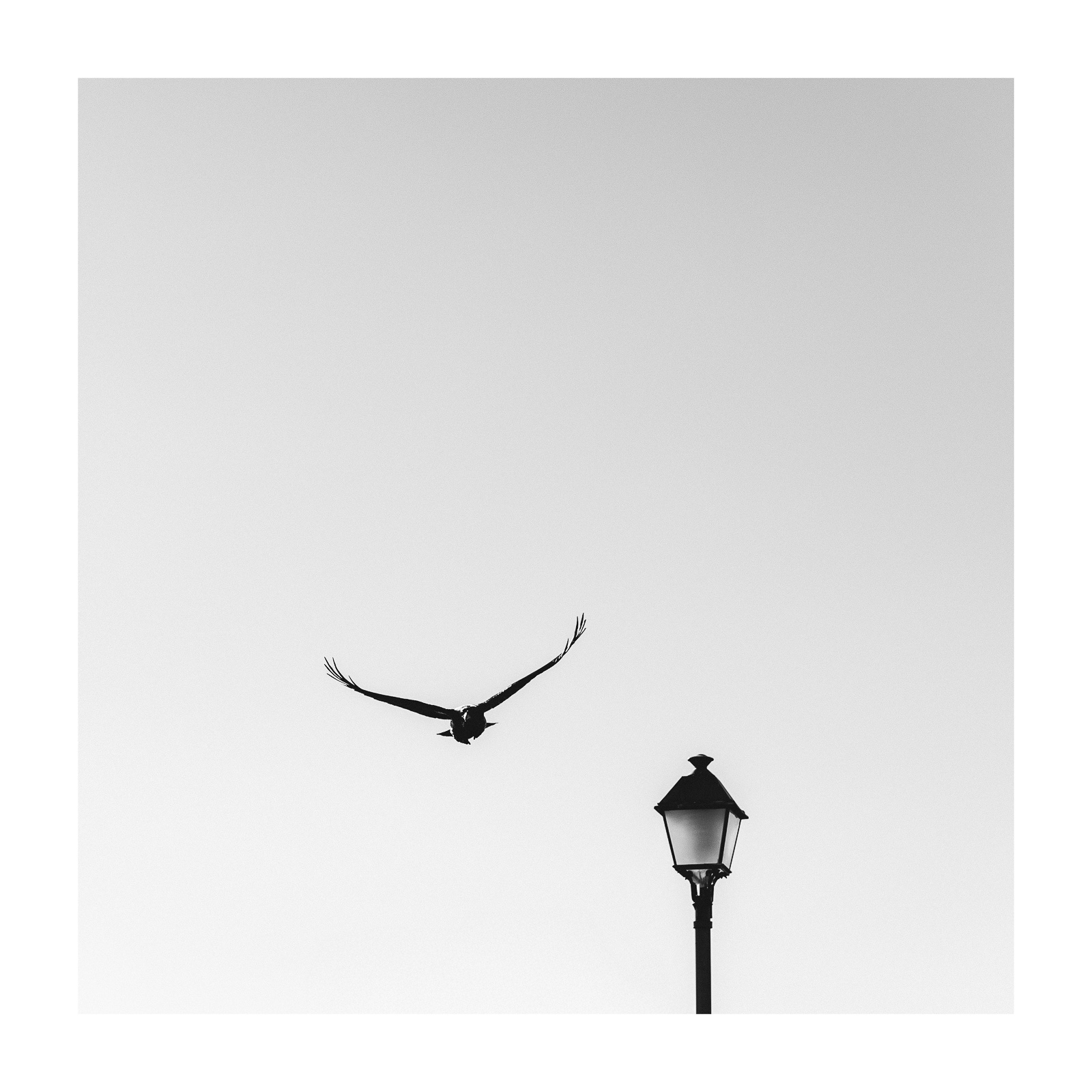 fotografo-cuervo-volando-farola-blanco-negro.JPG
